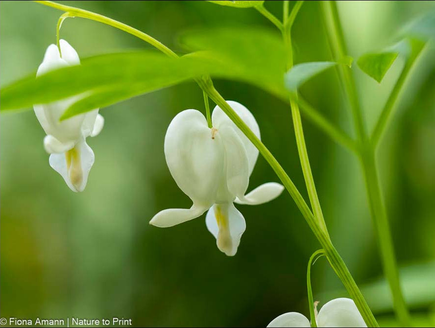 Weißes Tränendes Herz blüht im Halbschatten neben Hostas, Pfingstveilchen und Staudenvergissmeinnicht Brunnera Weißes Tränendes Herz, Lamprocapnos spectabilis, Dicentra,