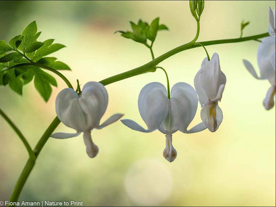 Weiße Herzblume aus Koreas Bergwäldern