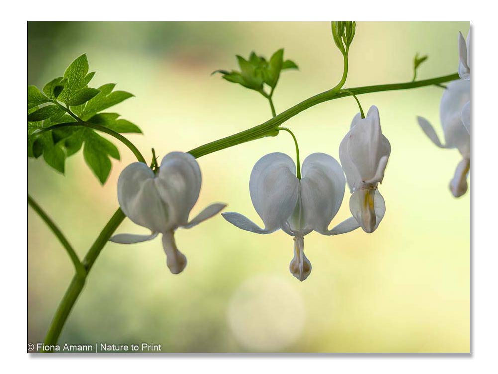 Weiße Herzblume aus Koreas Bergwäldern