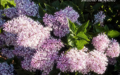 Zwergflieder, kleiner Flieder mit großem Duft