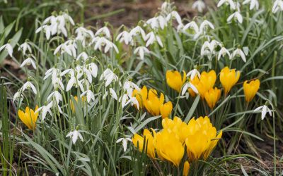 Vorfreude! Meine 24 schönsten Frühblüher