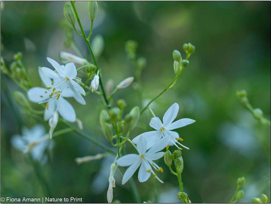 Graslilie, Anthericum, Wildstaude und Zukunftspflanze Graslilie, Anthericum, Wildstaude und Zukunftspflanze
