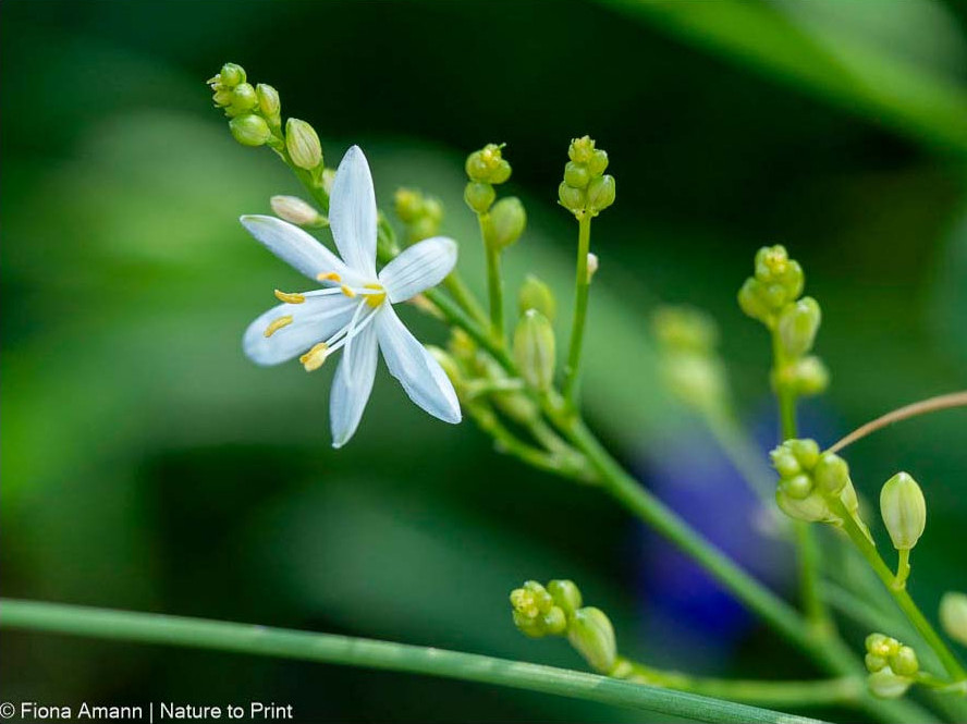 Die Traubige Graslilie mag nährstoffarmen Boden, blüht dort überreich.