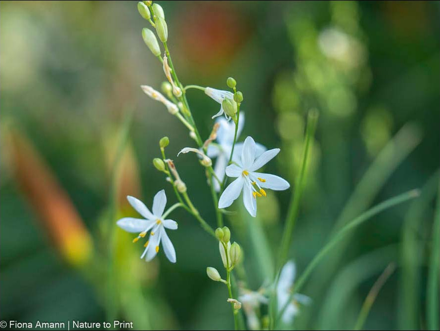 Graslilie, Anthericum, Wildstaude Graslilie, Anthericum, Wildstaude