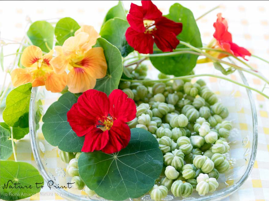 Falsche Kapern aus Kapuzinerkressesamen