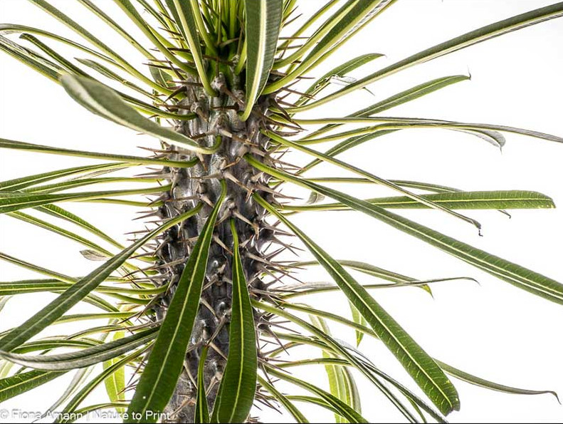 Zimmerpflanzen entstauben mit Föhn und Fingerspitzengefühl 
