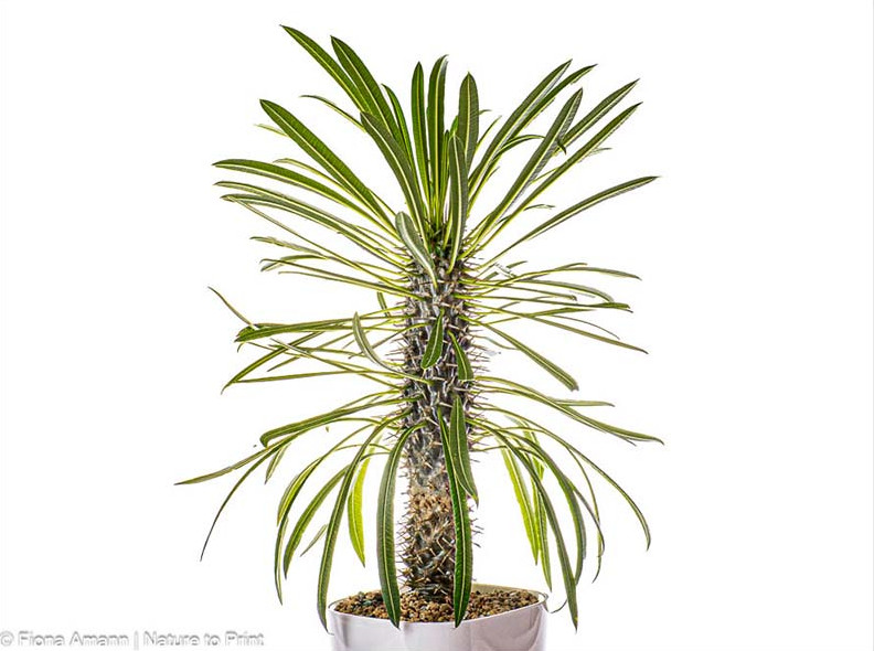 In 1 Jahr von der niedlichen Babypflanze zur großen Zimmerpflanze