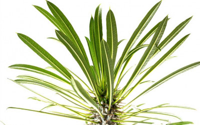 Madagaskarpalme, einfache Zimmerpflanze für Anfänger