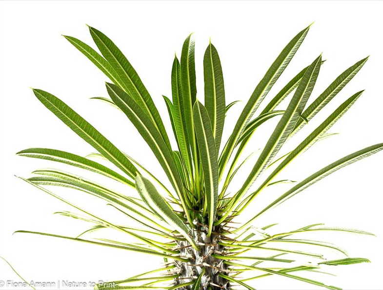 Madagaskarpalme, einfache Zimmerpflanze für Anfänger