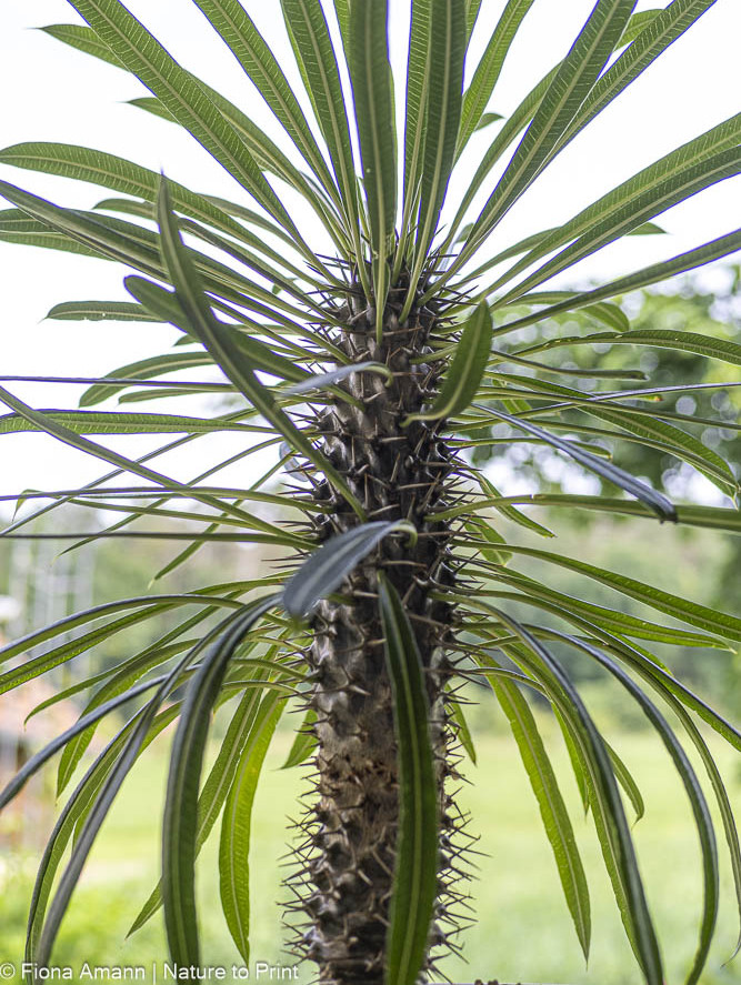 Die Madagaskarpalme steht im Sommer gerne draußen