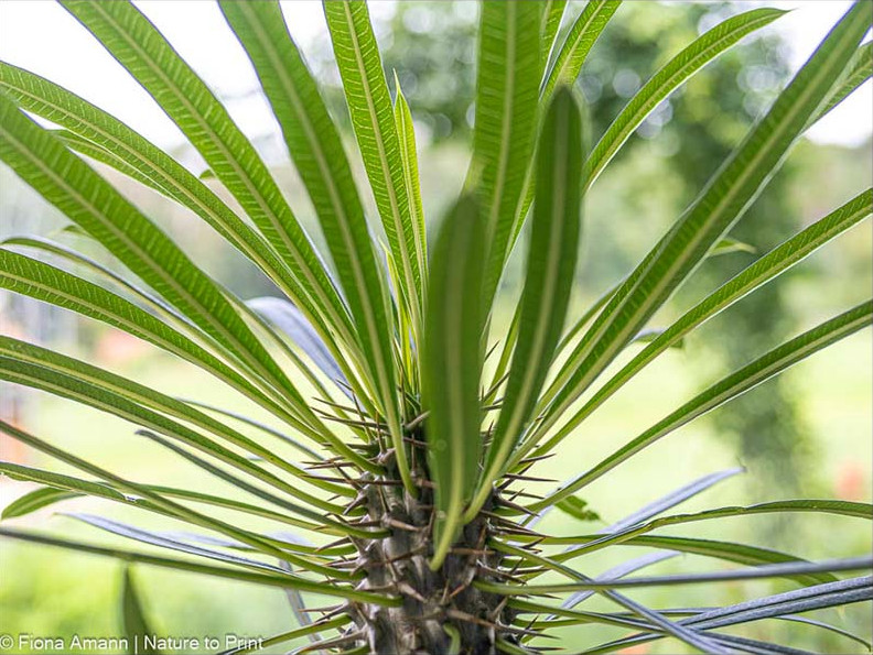 Gartentipps Juni: Viele Zimmerpflanzen dürfen endlich raus in die Sommerfrische. Die Madagaskarpalme gehört dazu. Gartentipp Juni: Viele Zimmerpflanzen dürfen raus in die Sommerfrische