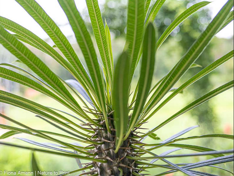 Lanzenttförmige Blätter kennzeichnen den Schopf einer Madagaskarpalme