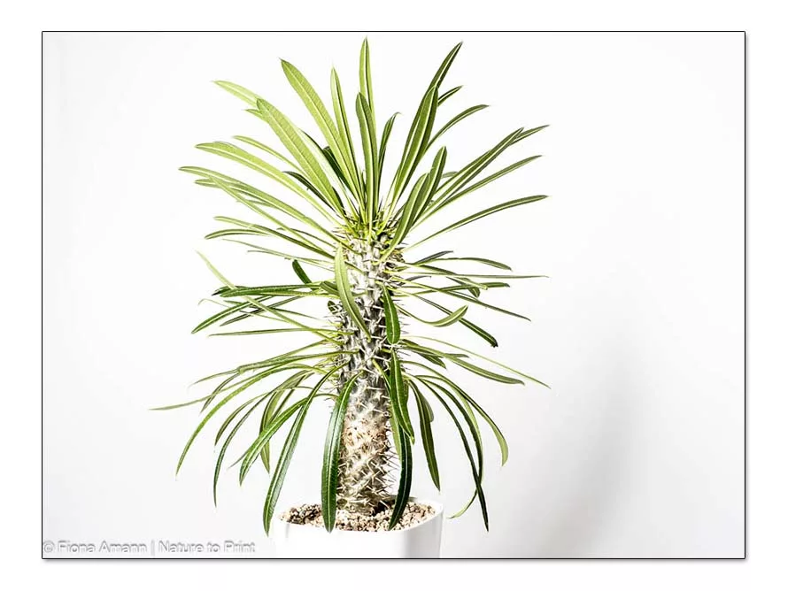 Dickfuß / Palmenkaktus wächst rasant. In einem Jahr 30 bis 40 cm