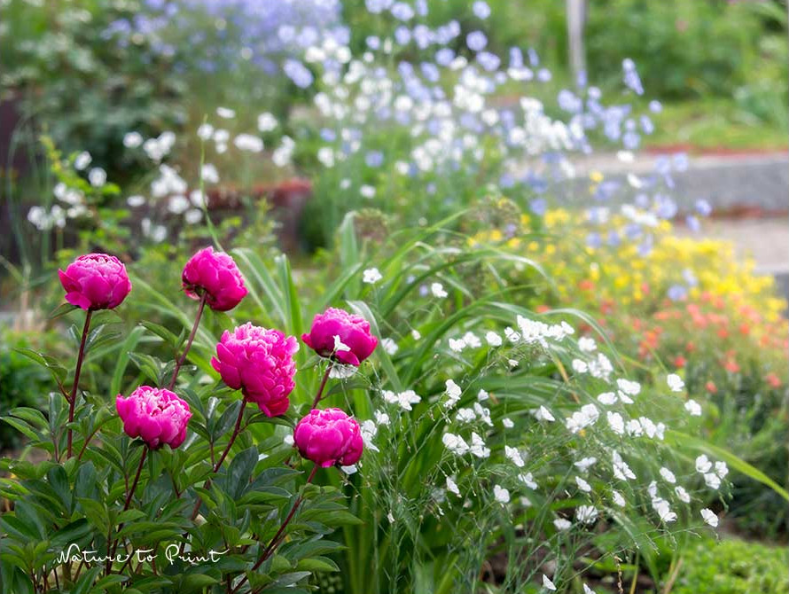 Schneckenresistente Staude Bauernpfingstrose 'Fiona' am Sonnenhang 