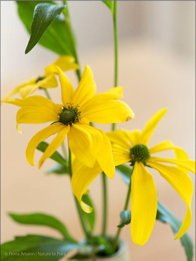 Riesensonnenhut Rudbeckie maxima braucht ein quer liegendes Gitter, dann steht und blüht sie auch noch im November.
