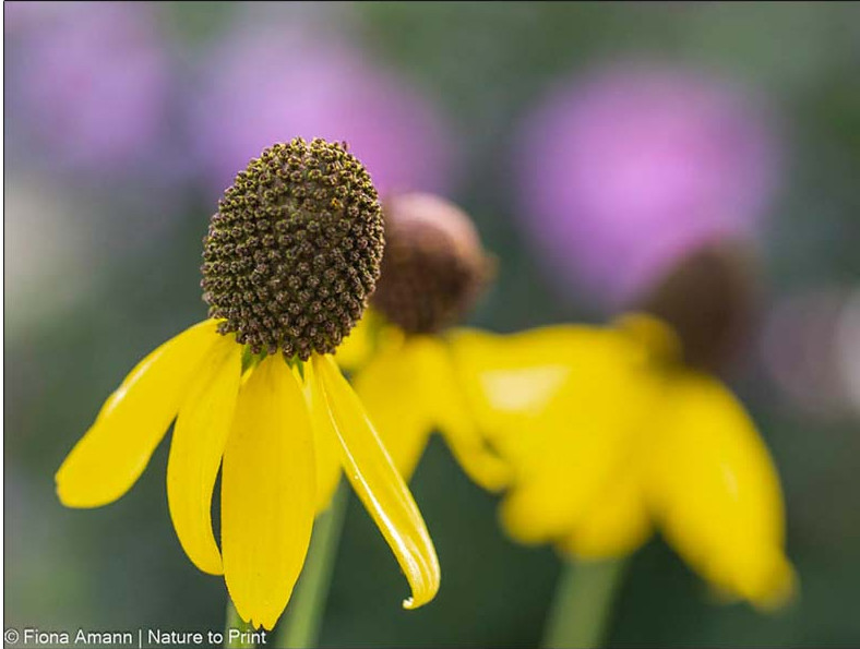 Präriestaude Schönhütchen, Ratibidia pinnata mit gelben schmalen Blütenblättern und höhen Körbchen.