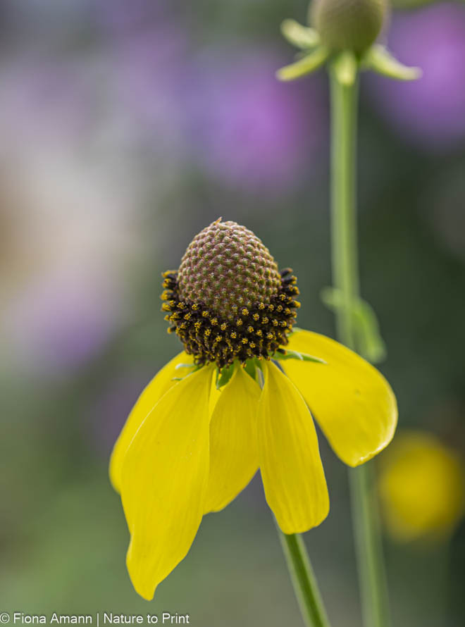 Präriestaude Schönhütchen, Ratibidia pinnata mit gelben schmalen Blütenblättern und höhen Körbchen.