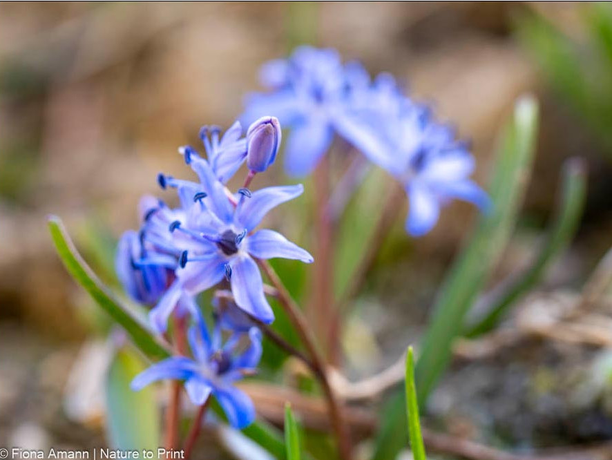 Zweiblättriger Blaustern, zehn und mehr Blüten an einem Stiel Zweiblättriger Blaustern, zehn und mehr Blüten an einem Stiel