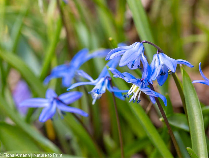 Scilla sibirica, Sibirisches Blausternchen unter einer Rose Scilla sibirica, Sibirisches Blausternchen unter einer Rose