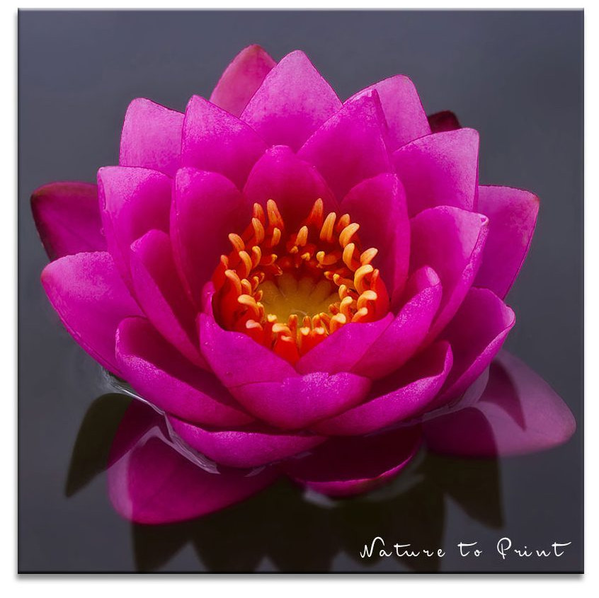 Pinke kleine Seerosen für den Miniteich.