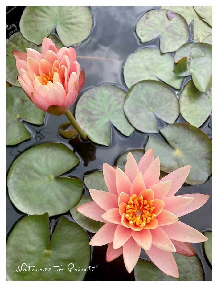 Kleine Seerosen im Miniteich. Zwei Blüten auf einmal, welch seltenes Glück. Kleine Seerose im Miniteich