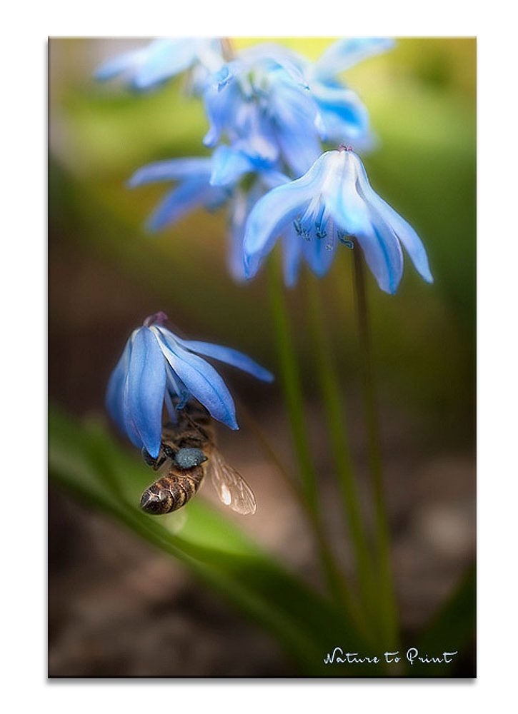 Biene in Blue Jeans, Blumenbild von Nature to Print