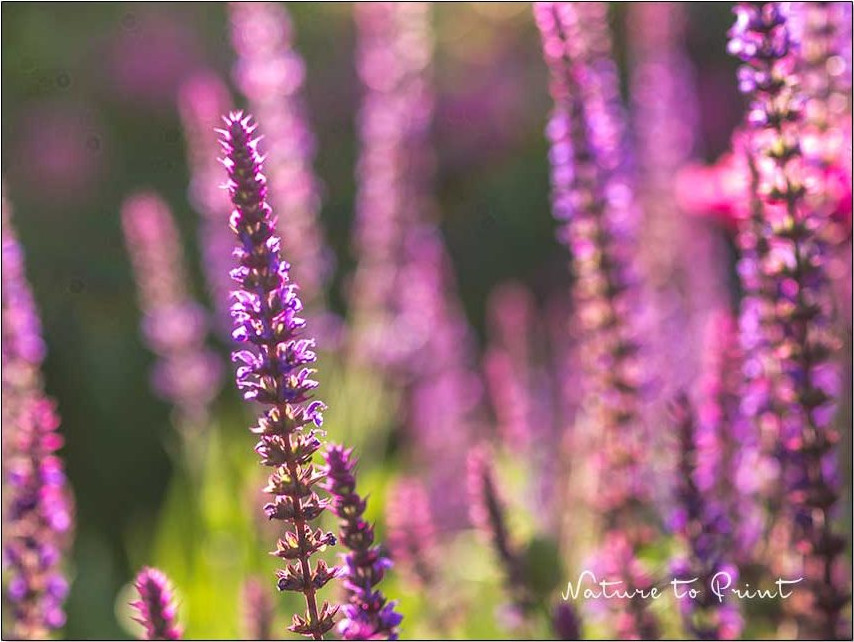 Steppensalbei, robuste Staude für Sonnenplätze und mageren Boden