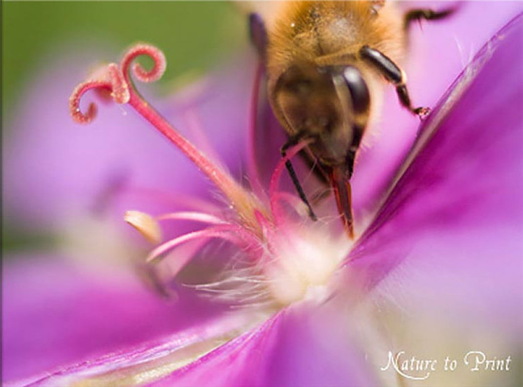 Prächtiger Storchschnabel mit Biene