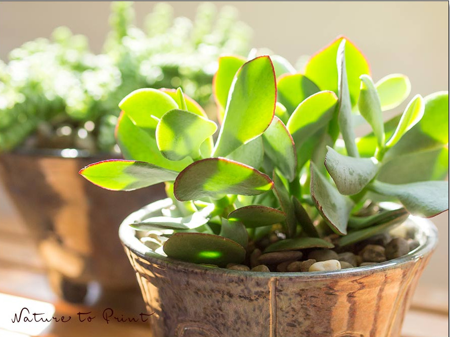 Dickblattgewächs reinigen. Crassula arborescens entstauben mit Föhn und Fingerspitzengefühl 