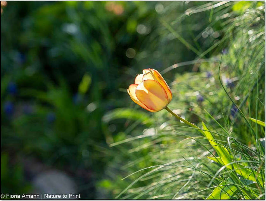 Dauerhafte Tulpe hält sich seit Jahren in einem Betonpflanzstein