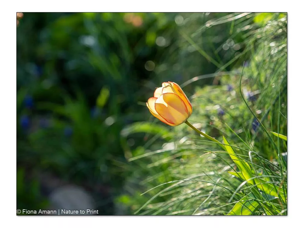 Dauerhafte Tulpe hält sich seit Jahren in einem Betonpflanzstein