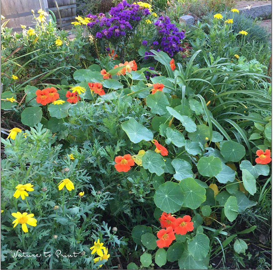 Kapuzinerkresse blüht nicht? Doch! Sobald es wieder kühler wird.