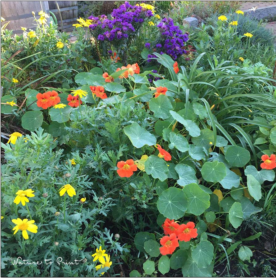 Die genügsame Sommerblume blüht bis zum Frost im Halbschatten