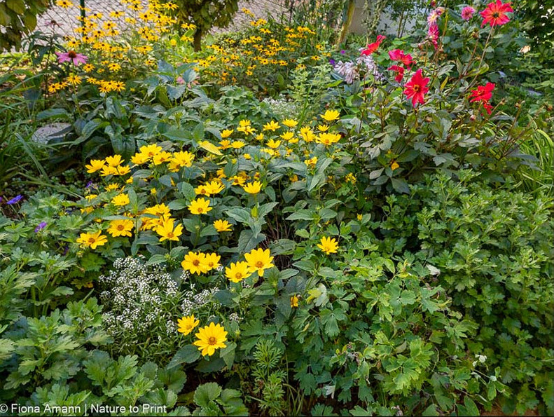 Dicht bepflanztes Staudenbeet braucht kein Unkrautvlies