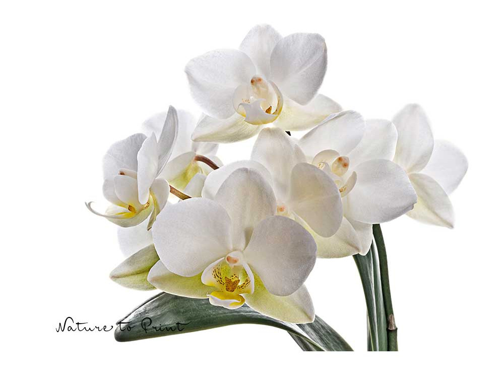 Weiße Mini-Orchidee wächst im Flaschengarten besonders gut