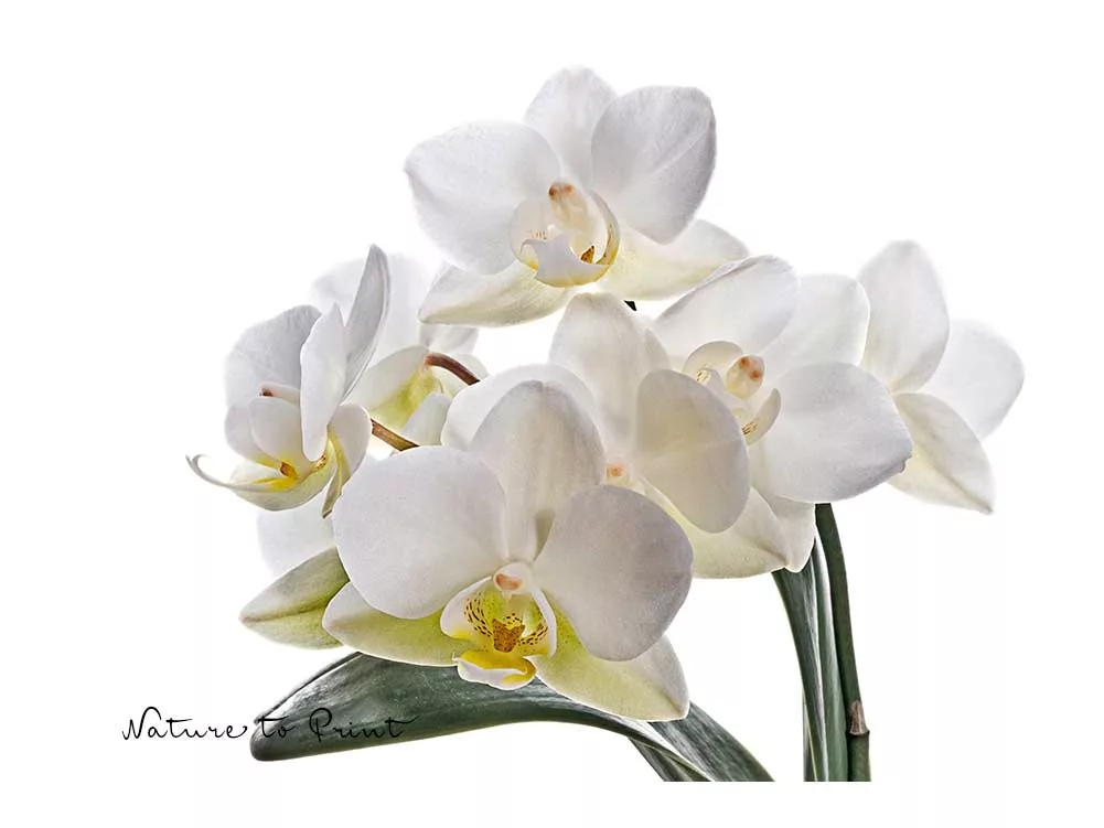 Weiße Mini-Orchidee wächst im Flaschengarten besonders gut