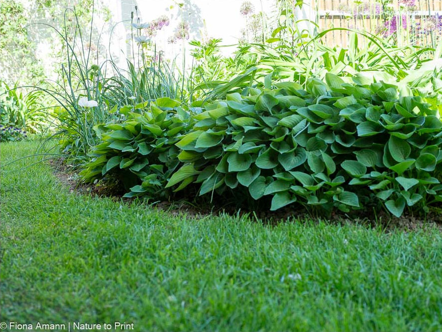 Nach der Rasenpflege im Frühling wirken Mini-Hostas entlang der sauberen Rasenkante bzw. am Beetrand besonders schön