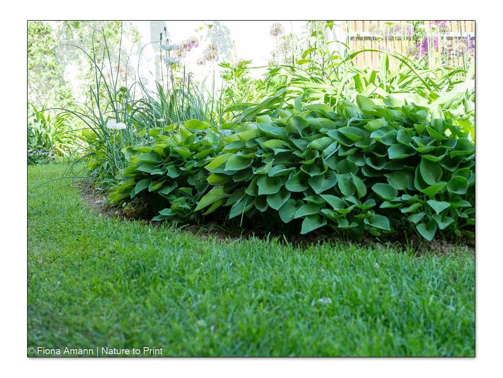 Nach der Rasenpflege im Frühling wirken Mini-Hostas entlang der sauberen Rasenkante bzw. am Beetrand besonders schön