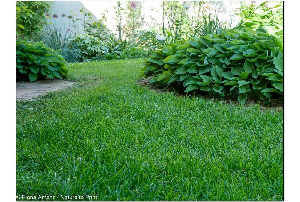 Moos im Rasen entfernen ohne Gift. 8 Tipps für fitte grüne Wiesen.