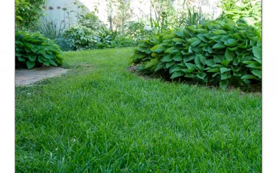 Moos im Rasen entfernen ohne Gift. 8 Tipps für fitte grüne Wiesen