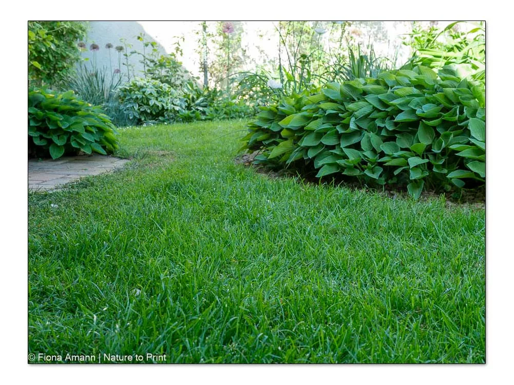 Moos im Rasen entfernen ohne Gift. 8 Tipps für fitte grüne Wiesen.