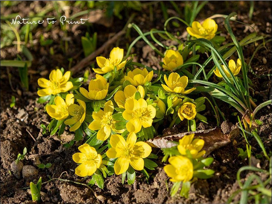 Die ersten Winterlinge lassen Gärtnerinnen jubeln. Frühling ist in Sicht.