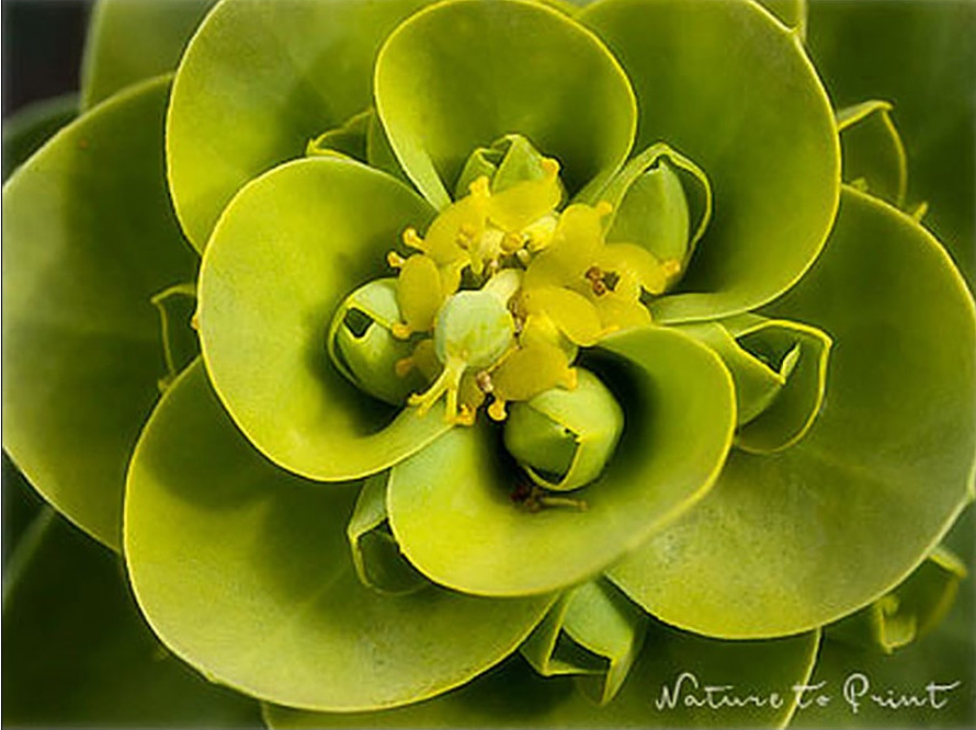 Hochblätter und Blüte der Walzen-Euphorbie