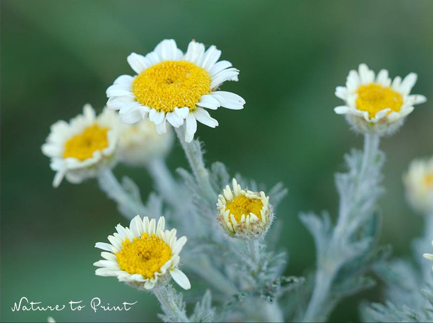 Wucherblume, Einjährige Wildblume für trockene, heiße Standorte