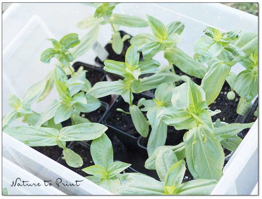 Zinnien, Jungpflanzen stehen zum Abhärten in einer Aufbewahrungsbox