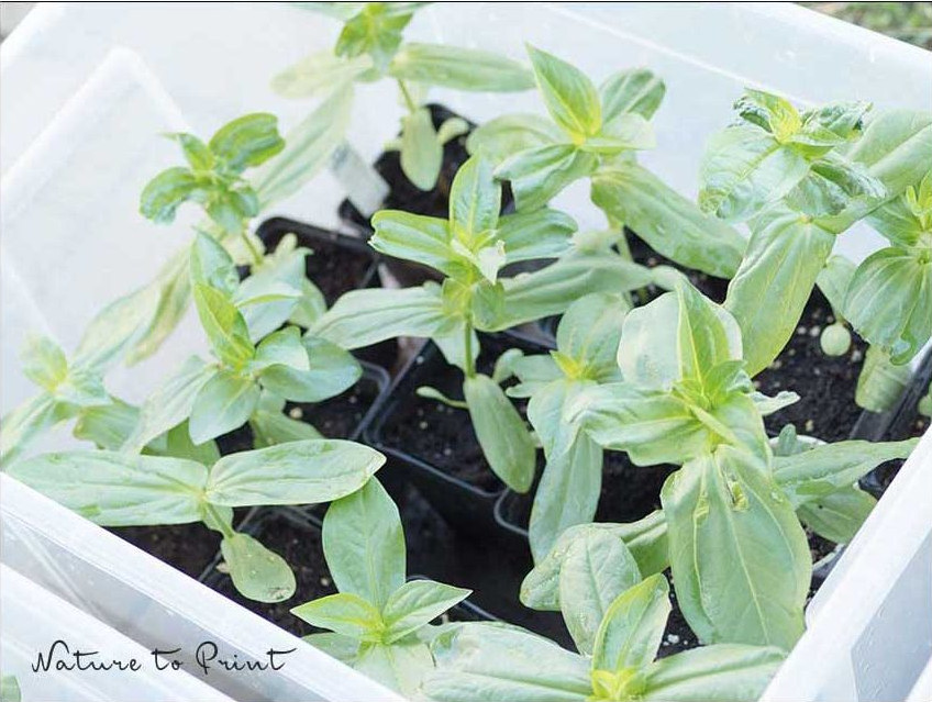 Zinnien, Jungpflanzen stehen zum Abhärten in einer Aufbewahrungsbox